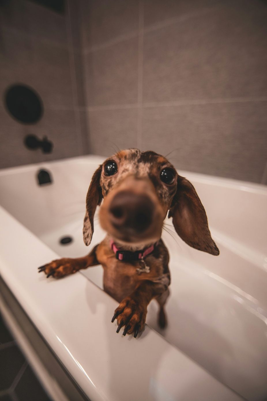 A brown dog in the bathtub.