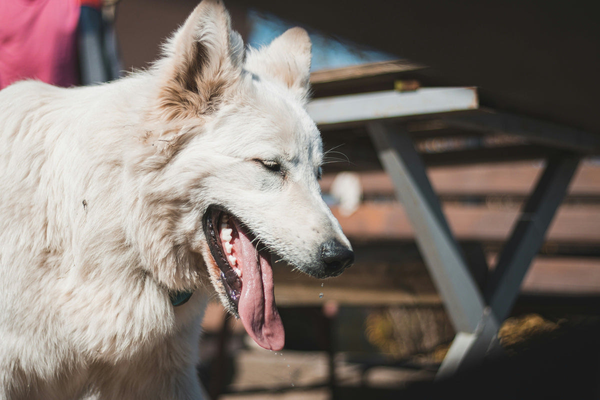 Dog Dehydration: Signs, Causes and What to Do
