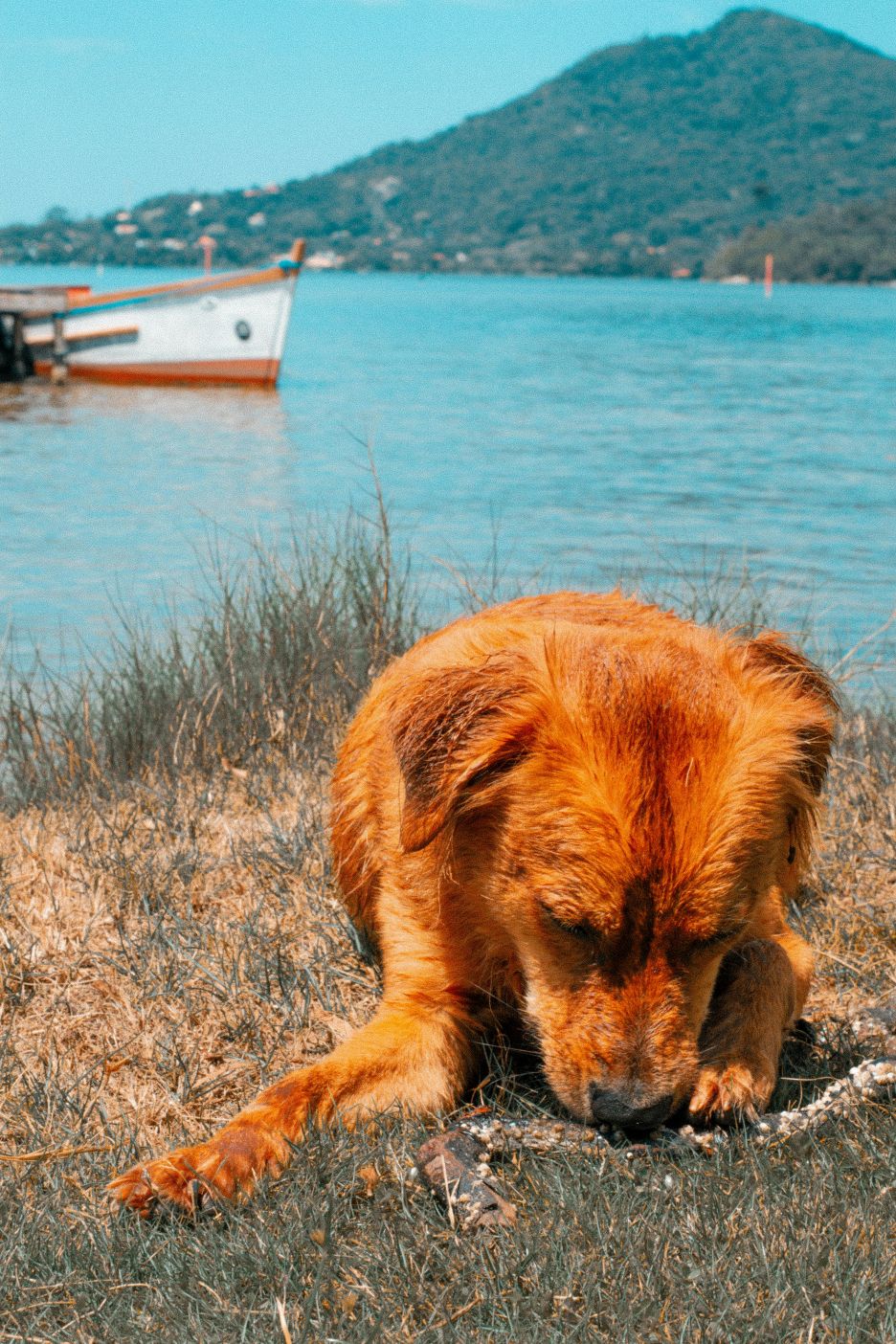 An image of a dog eating fish