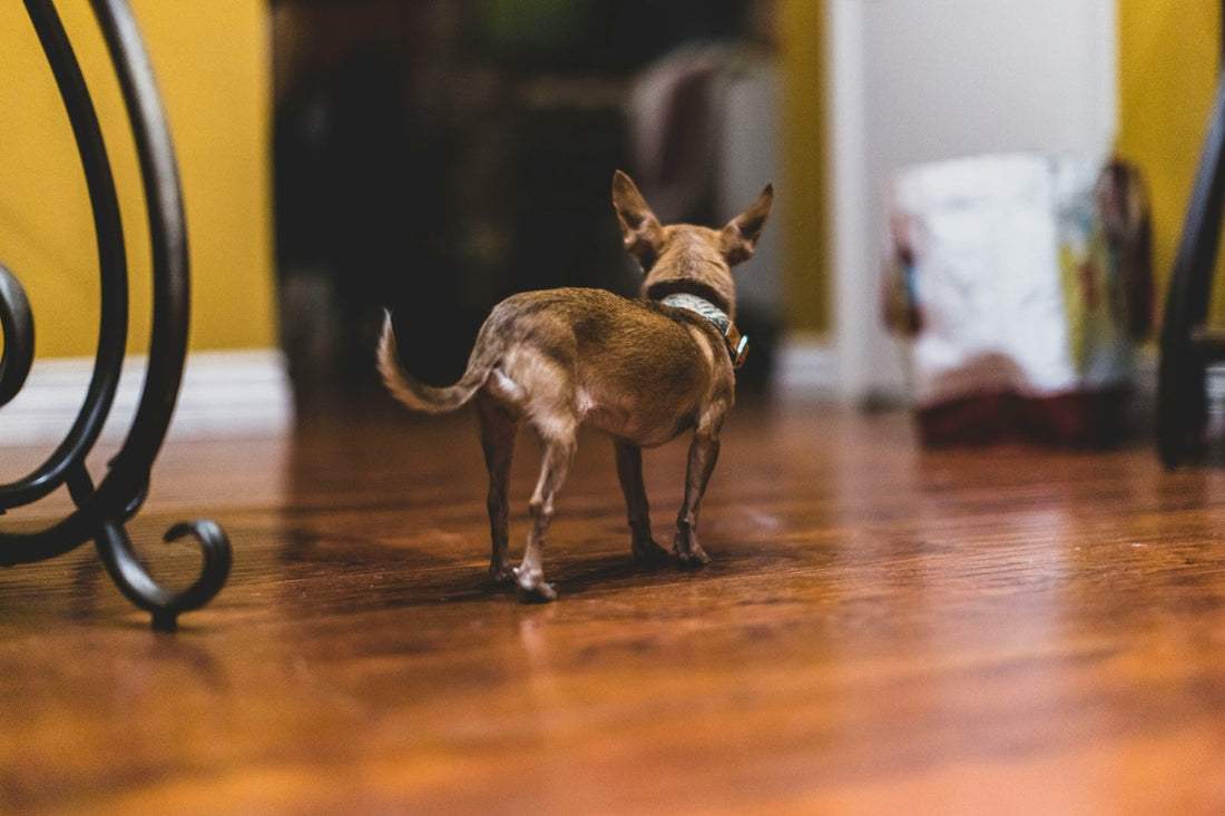 A small dog standing and looking at the door.