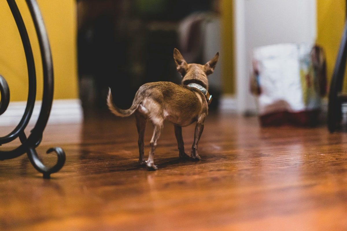 A small dog standing and looking at the door.