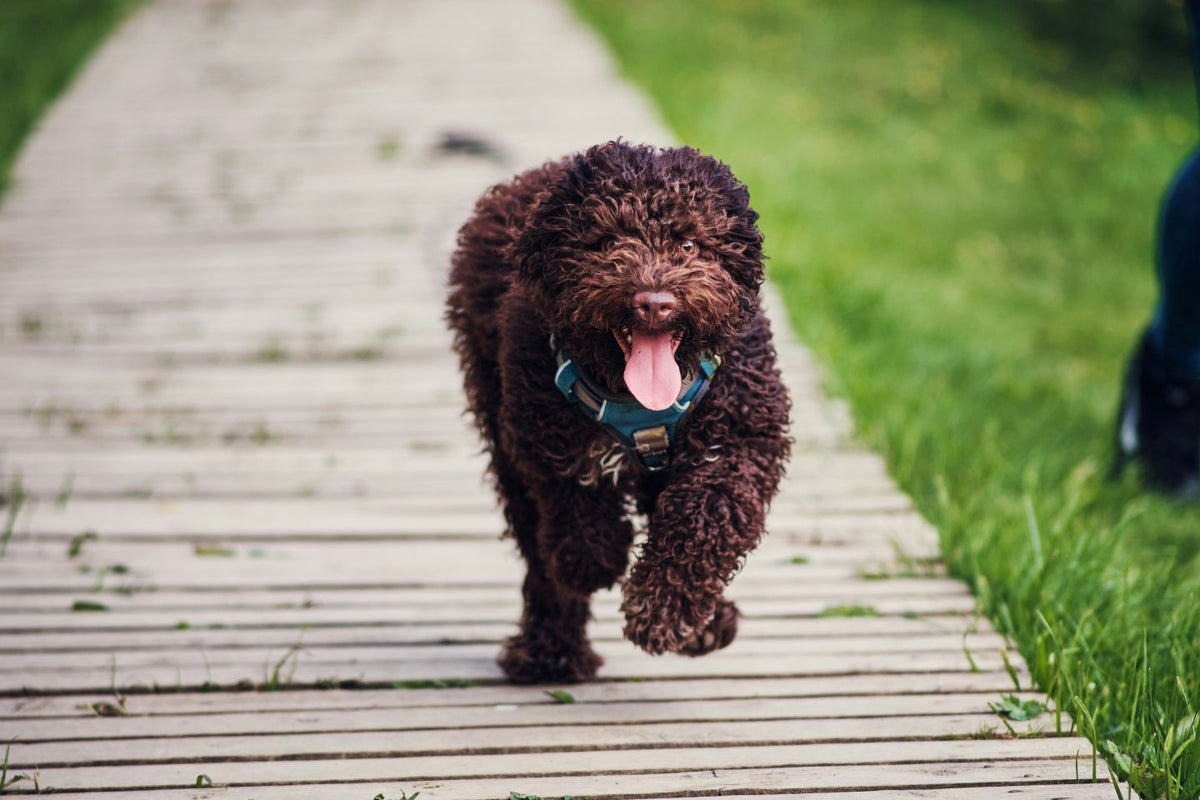 A brown dog panting while running.
