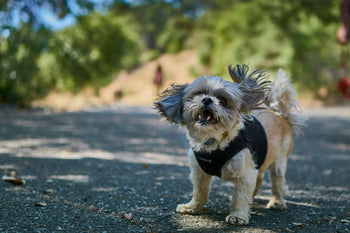 A white dog shaking its head.