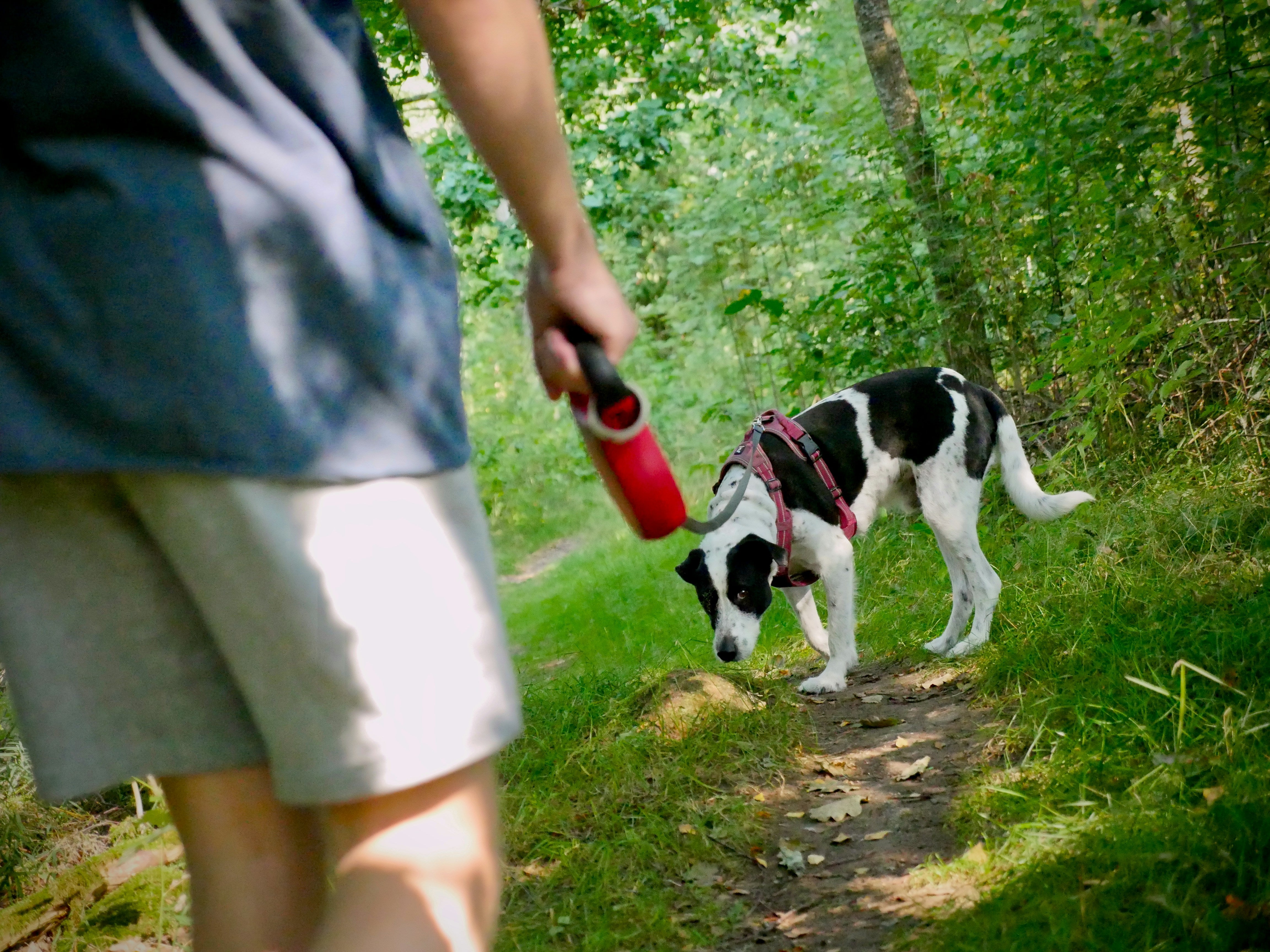 Dog looks sheepishly at owner while on a walk in the woods