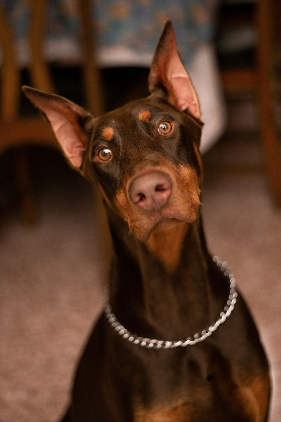 A dobermann staring at the camera.