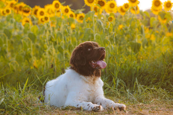 Can Dogs Get Sunburn?