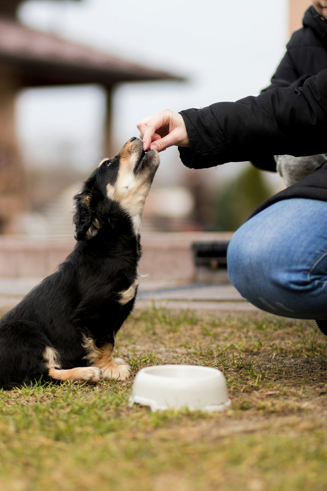 How Long Does It Take for Dog Supplements to Work