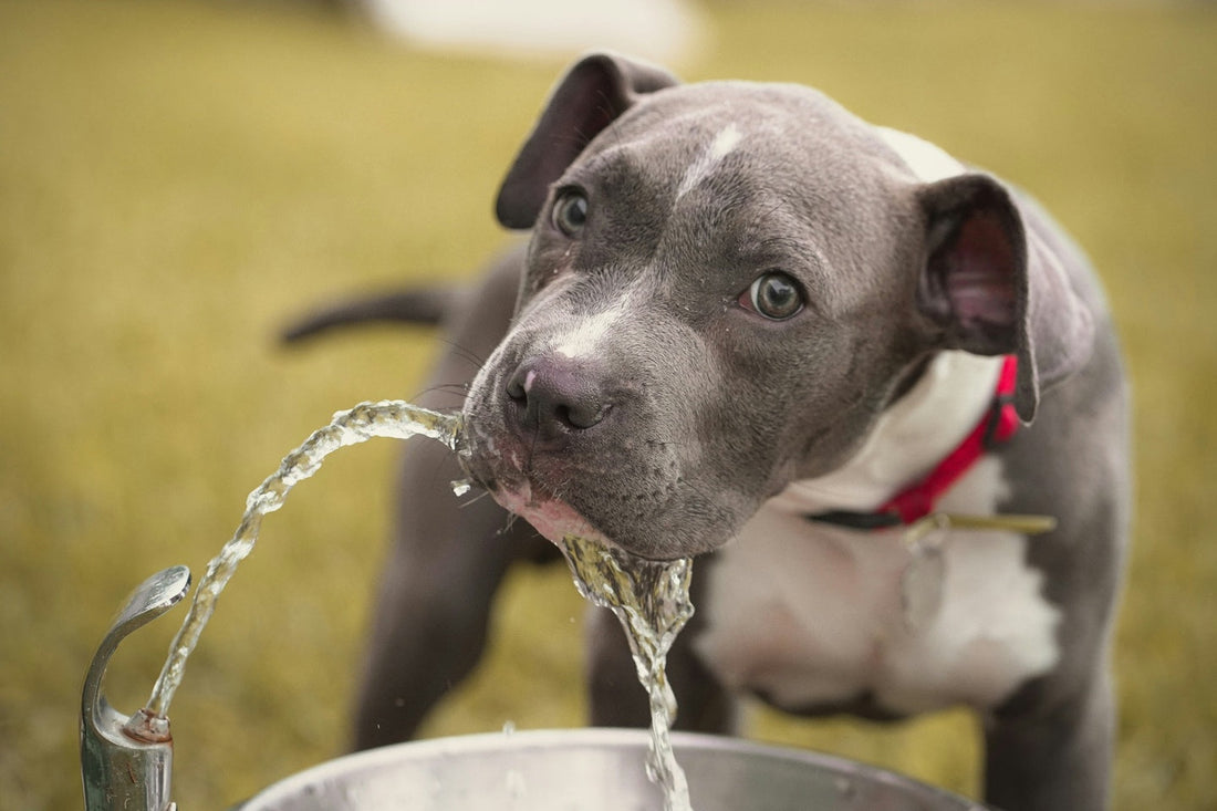 How Much Water Should a Dog Drink a Day