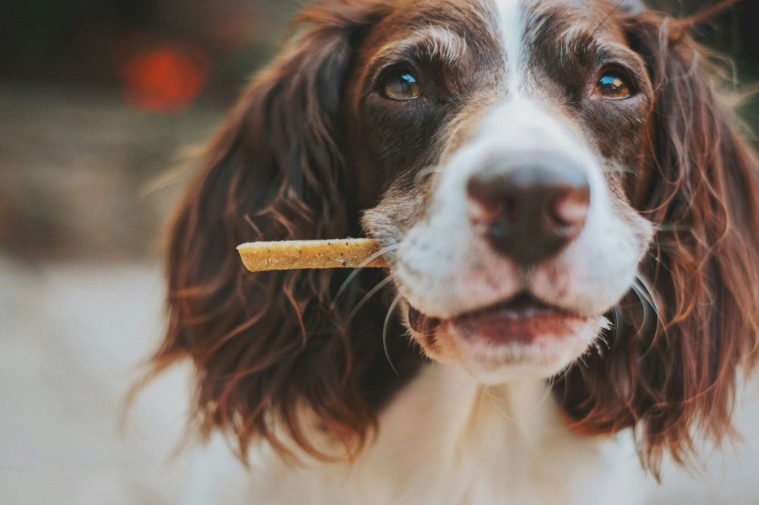 A dog bitting a treat.