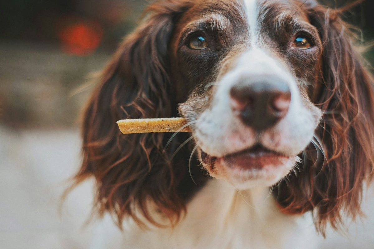 A dog bitting a treat.