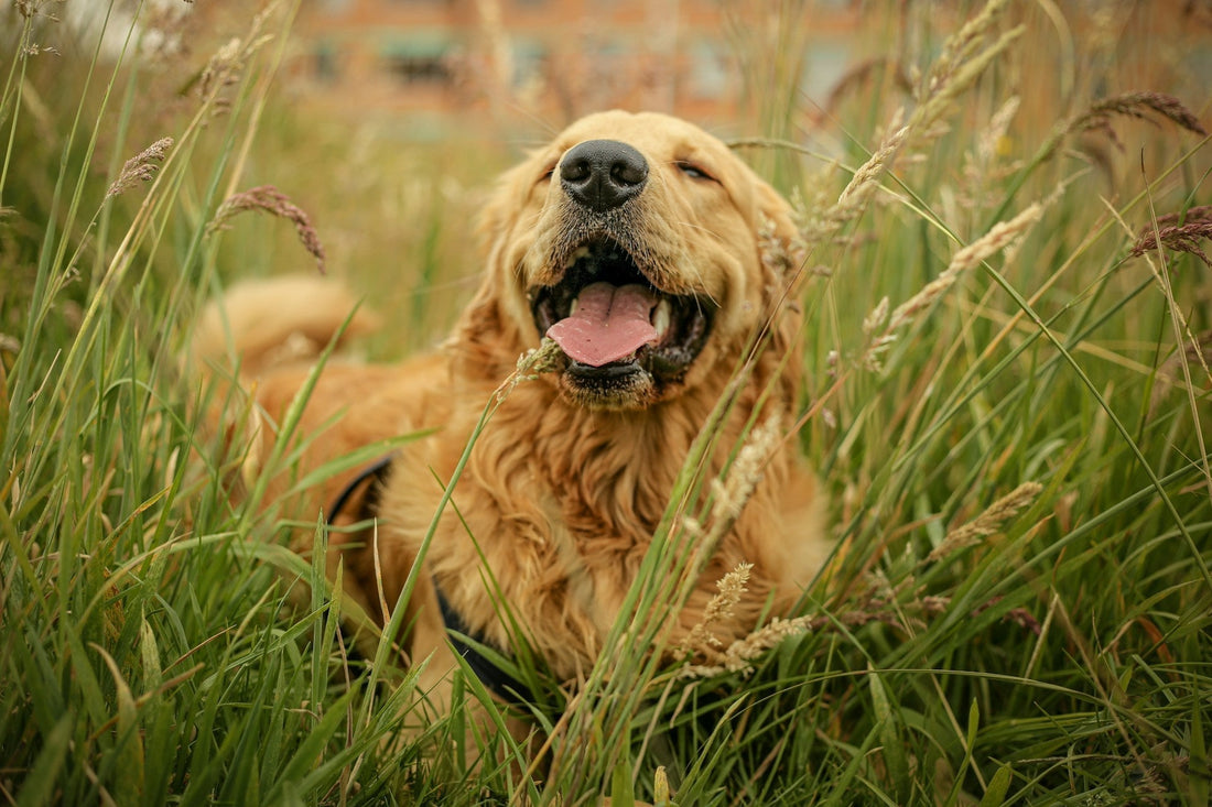 Improving Your Dog's Gut Health