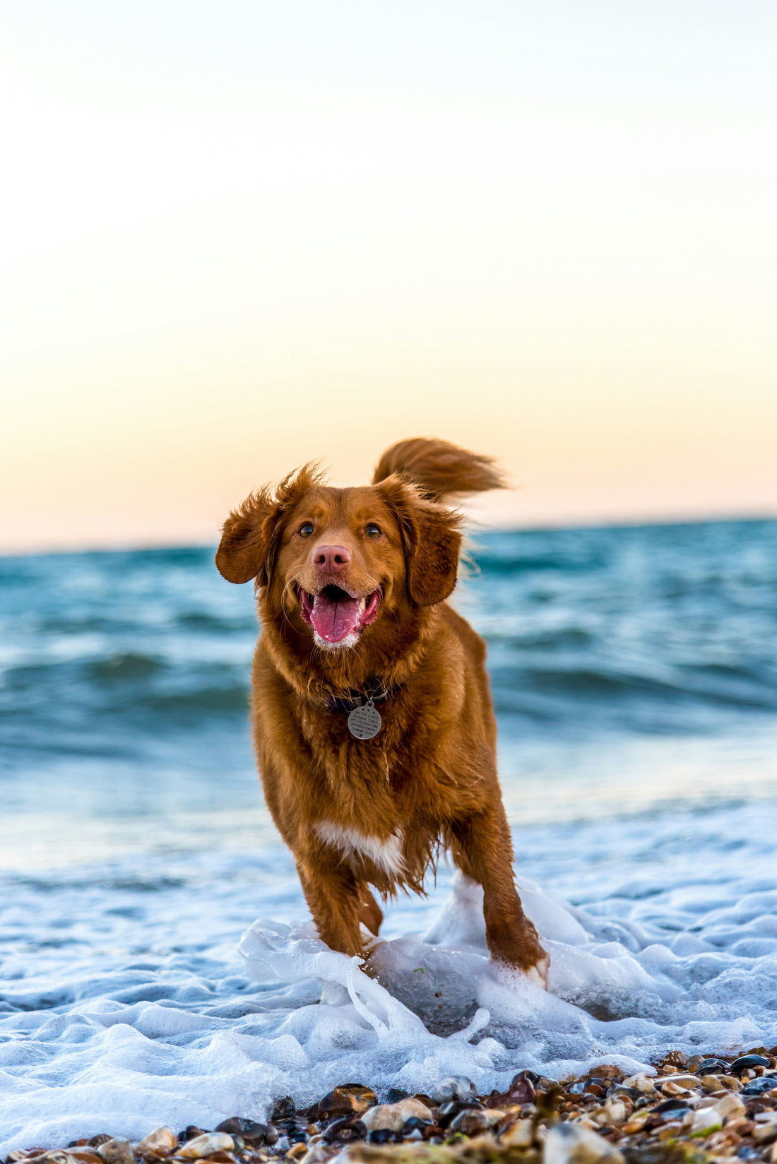 15 Best Dog Breeds For Families