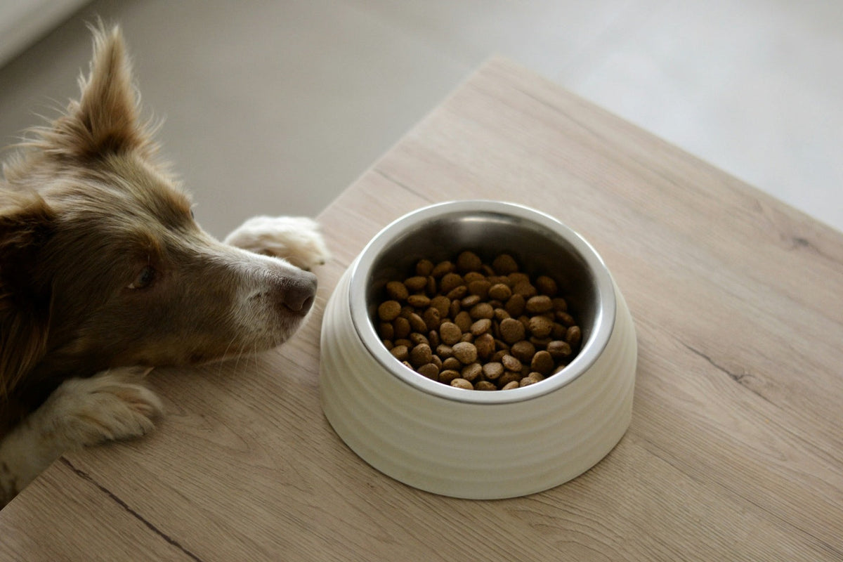 A dog reaching its food that is on the table.