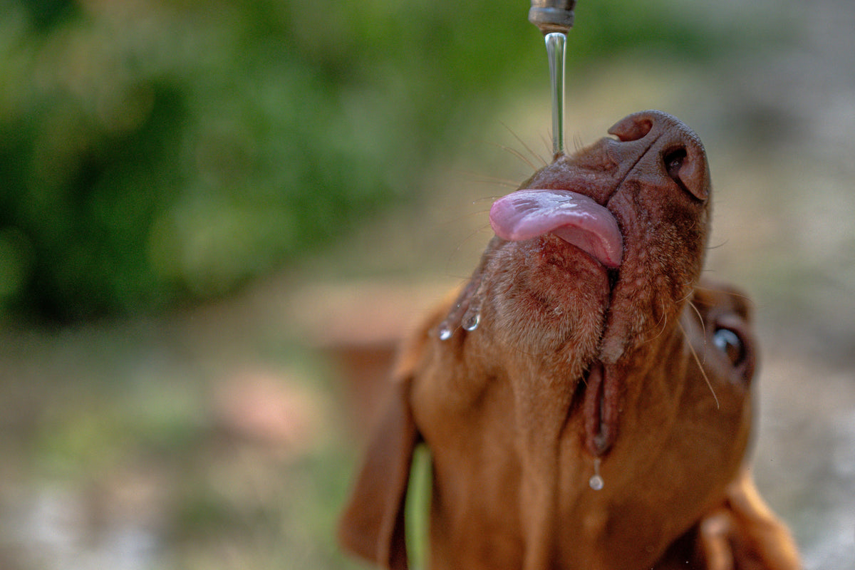 Heat Stroke in Dogs: Signs, Treatment and Prevention