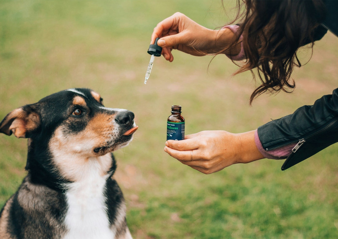 a brown, black, and white dog has it's tongue sticking out. A human is holding a bottle of CBD oil with the dropper in her other hand. 