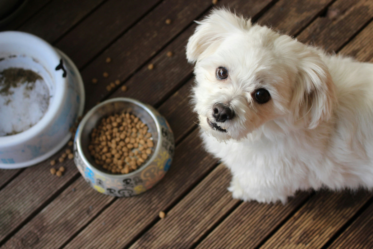 How Many Times a Day Should a Dog Eat
