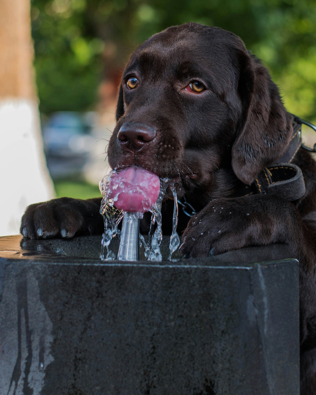 Why Is My Dog So Thirsty
