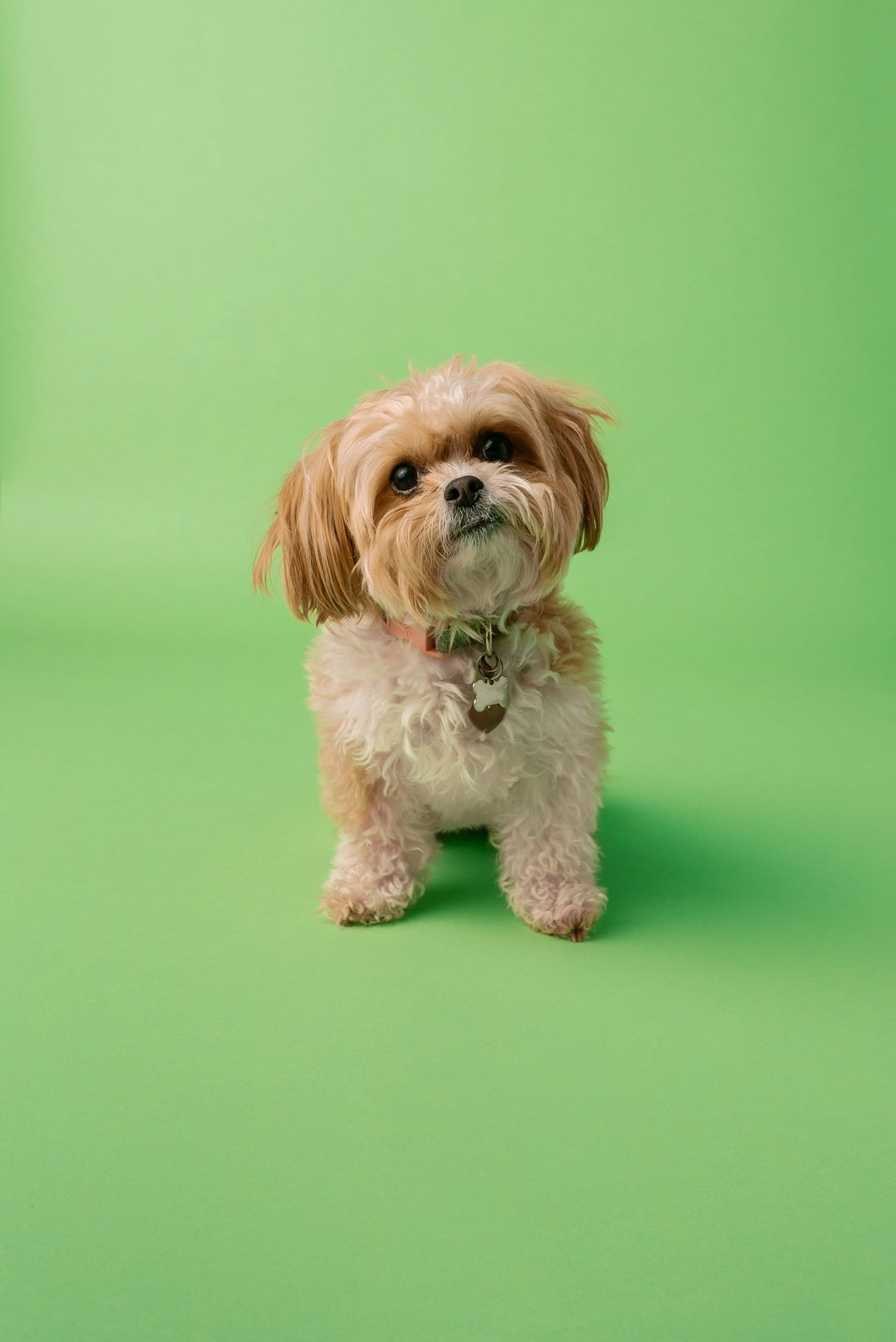 10 Small Hypoallergenic Dog Breeds | WagWell