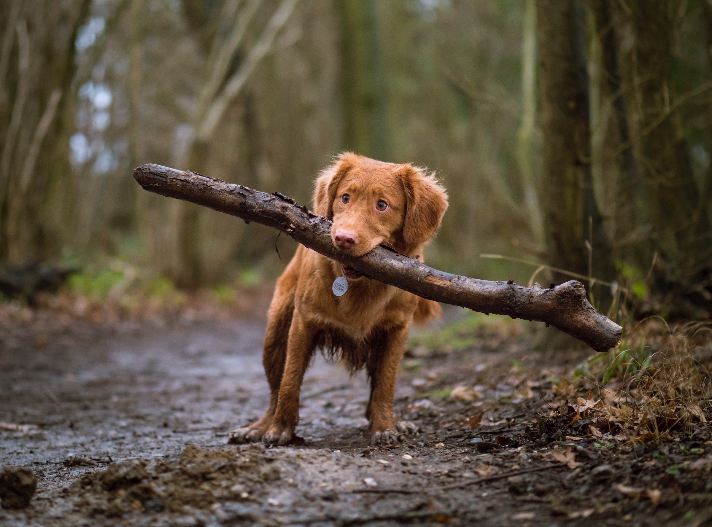 Small dog carrying large stick looks wary of something out of the photo