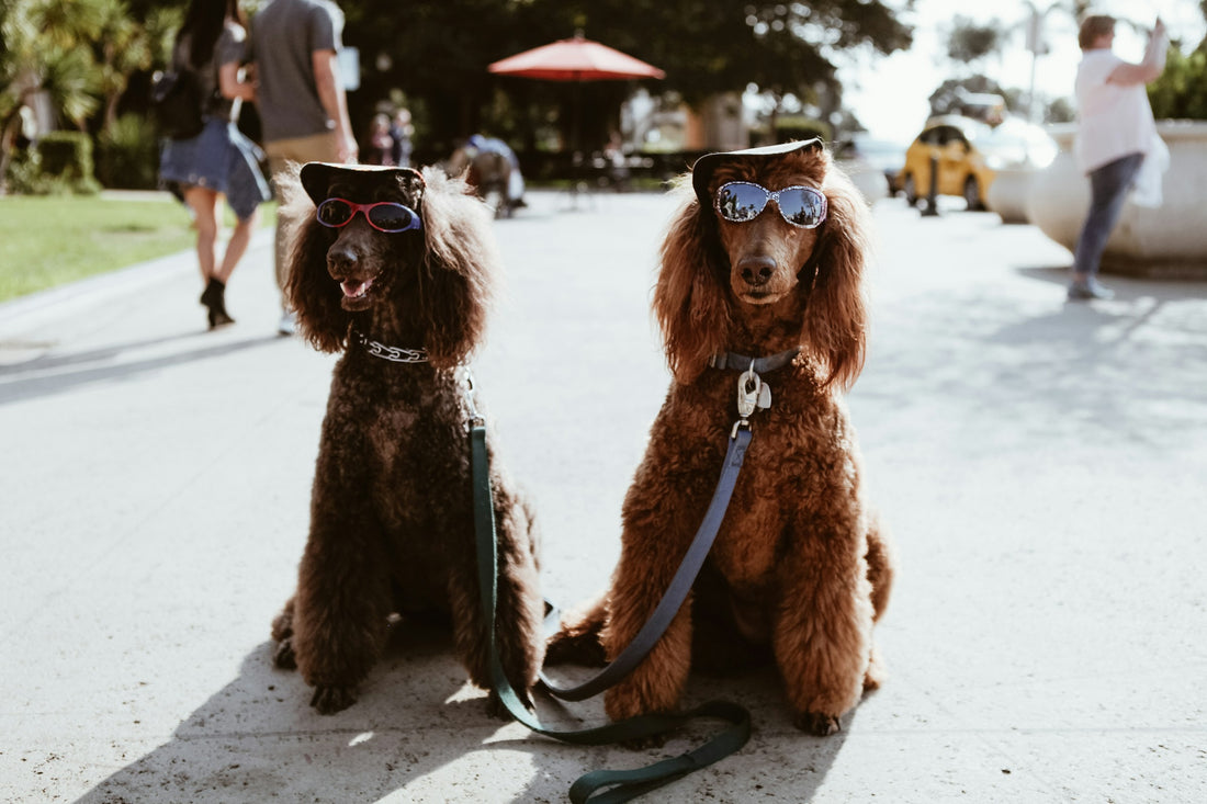 Set Your Dog Up For Success