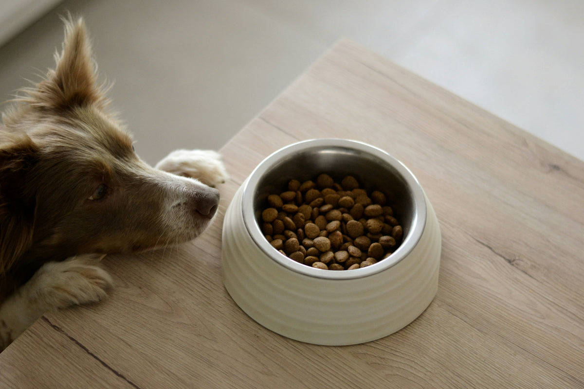 How to Make Dog Food