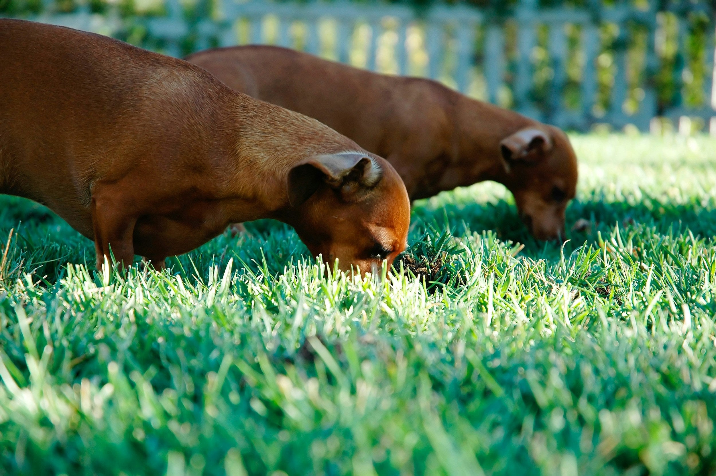 Two tan dachshunds are eating grass in a field.