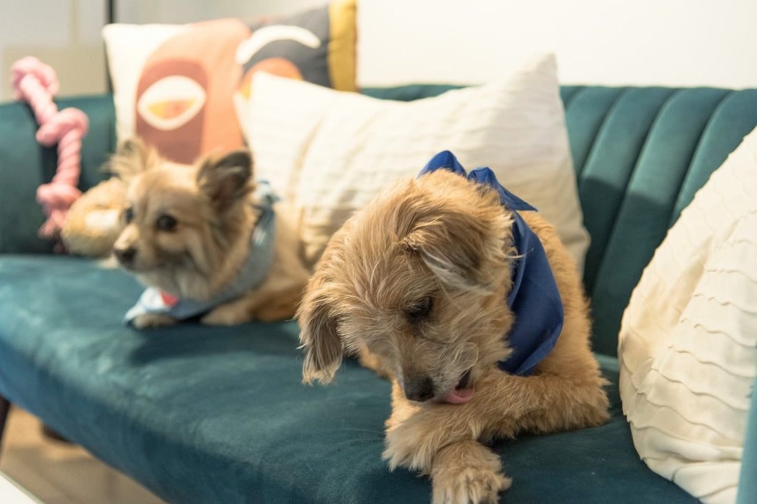 Two dogs sitting on the sofa while licking its foot.