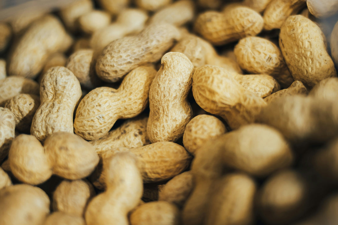 Can Dogs Eat Peanuts? | WagWell