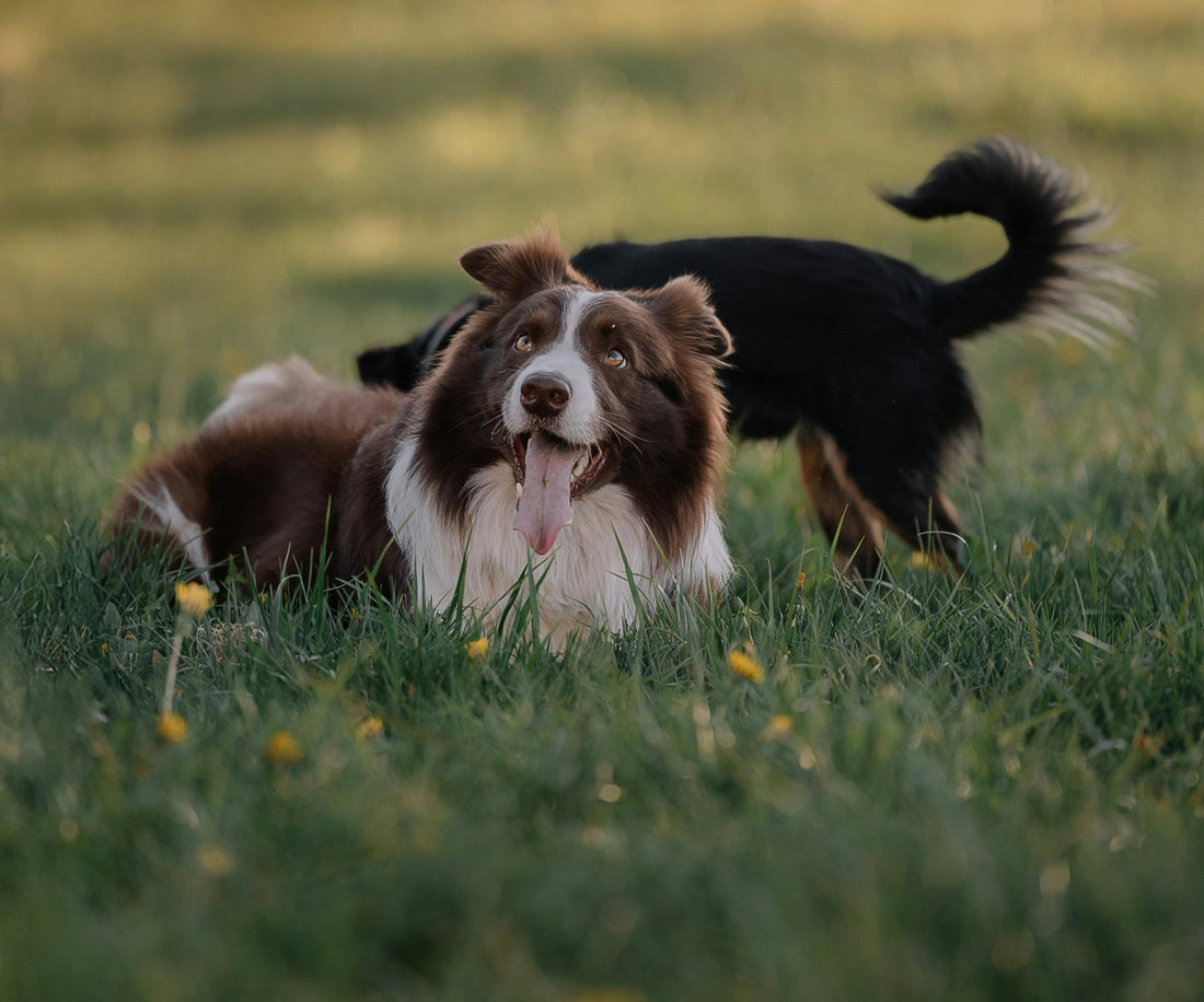 Is Your Dog Secretly Manipulating You?