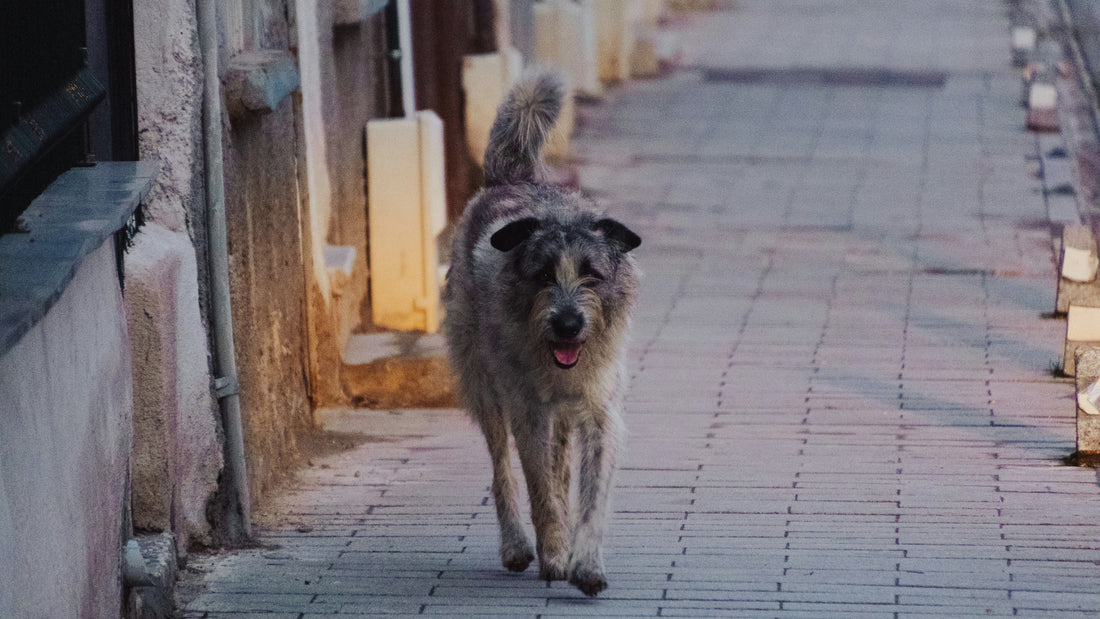 How to Protect Dog Paws From Hot Pavement