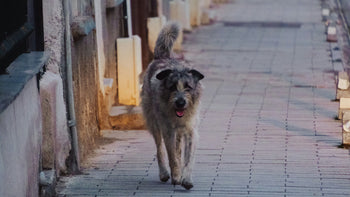 How to Protect Dog Paws From Hot Pavement