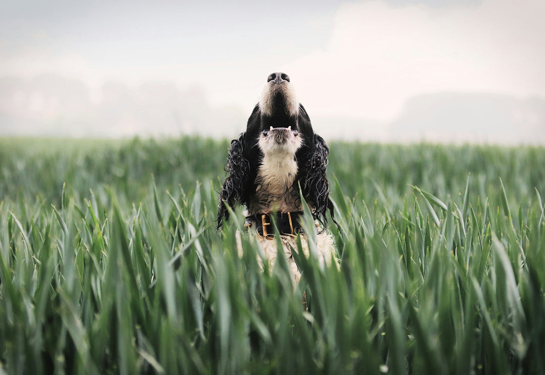 A black and white Spaniel is barking while being partly obscured by tall grass