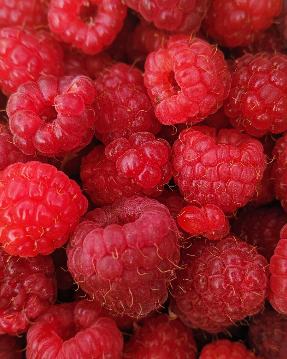Can Dogs Eat Raspberries? | WagWell