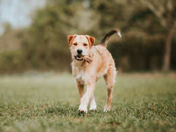 a tan dog is walking, carrying a biscuit in his mouth