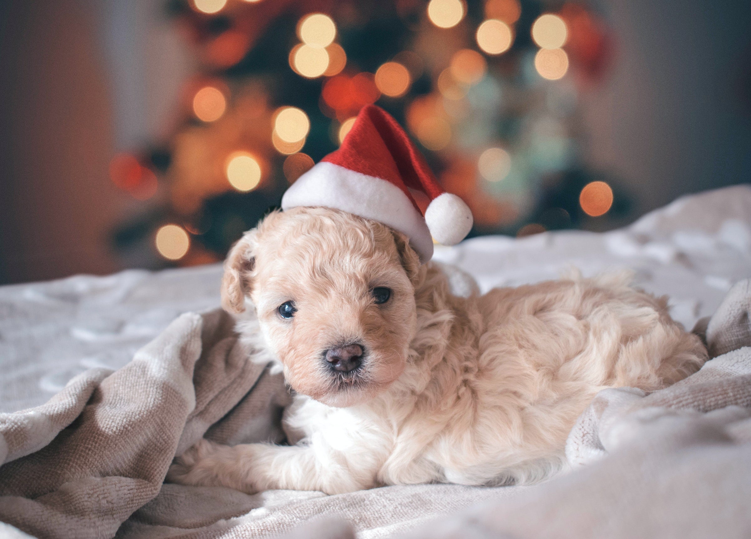 Goldendoodle puppy with a santa hat on a white blanket with a blurry background that contains a christmas tree