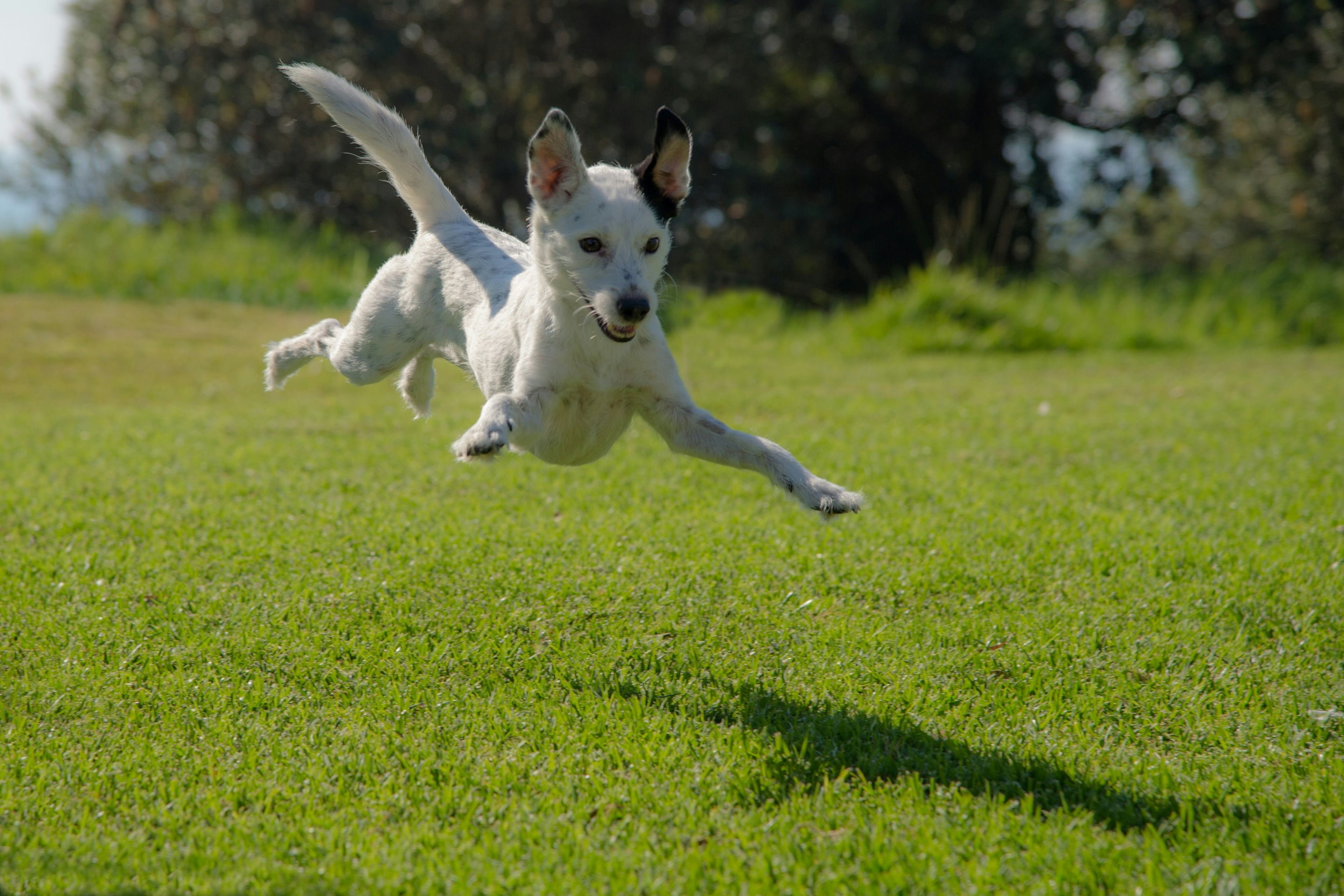 What is Laser Pointer Syndrome?