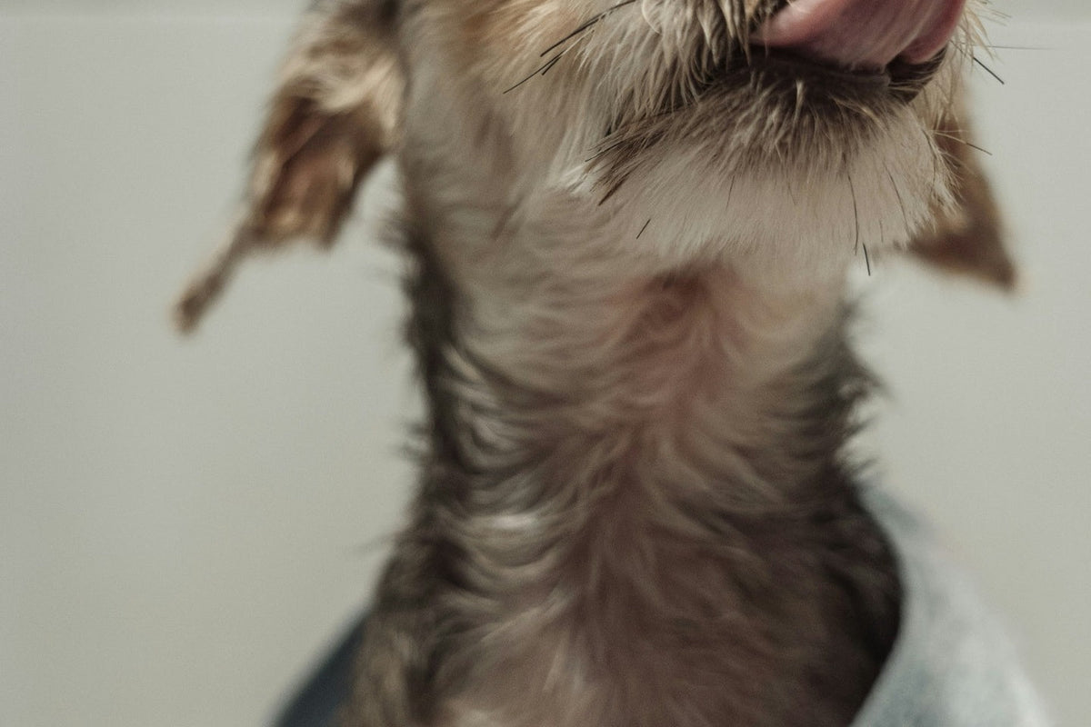 A dog's neck with its tongue out.