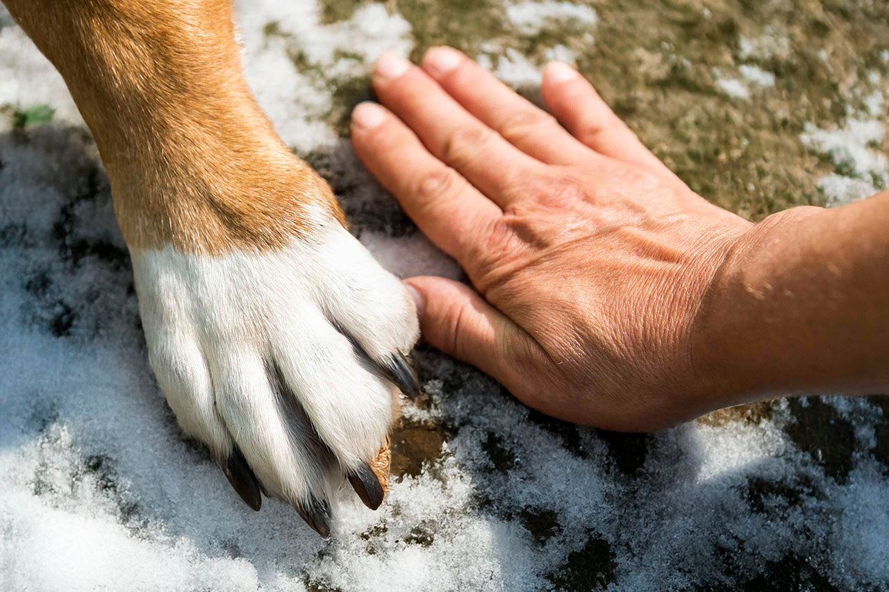 The white and brown paw and a human hand are placed next to one another on a mildly snowy grass background.