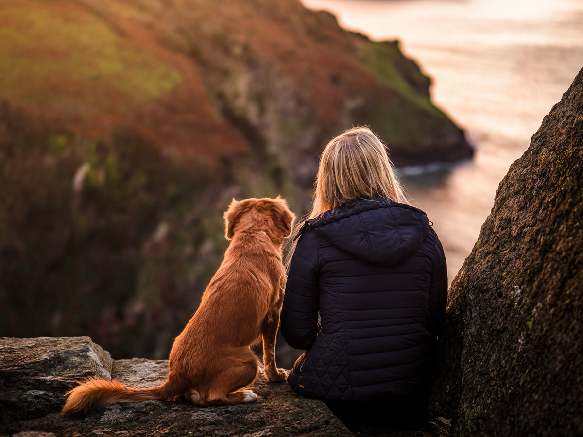 How To Take Care Of A Dog