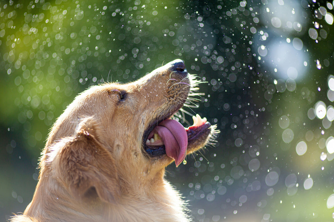 How Hot Is Too Hot to Walk a Dog