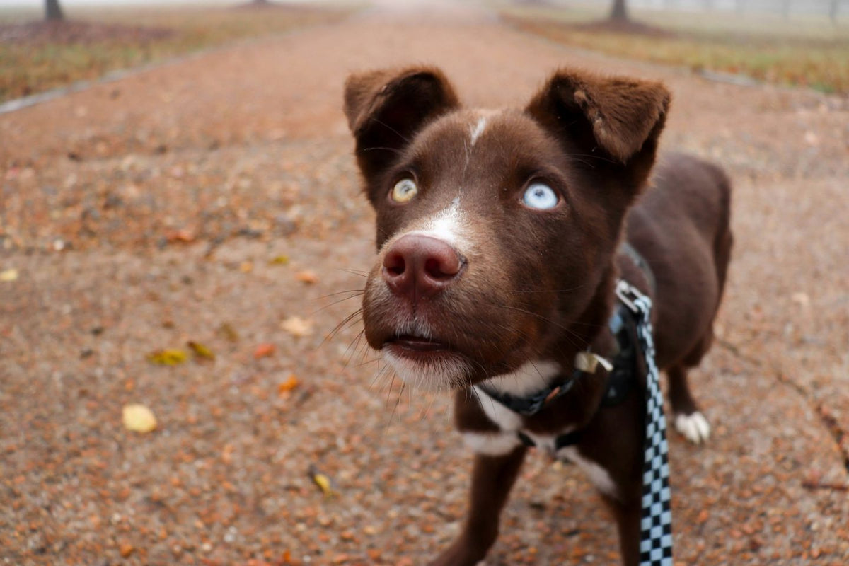 An image of a brown down looking up
