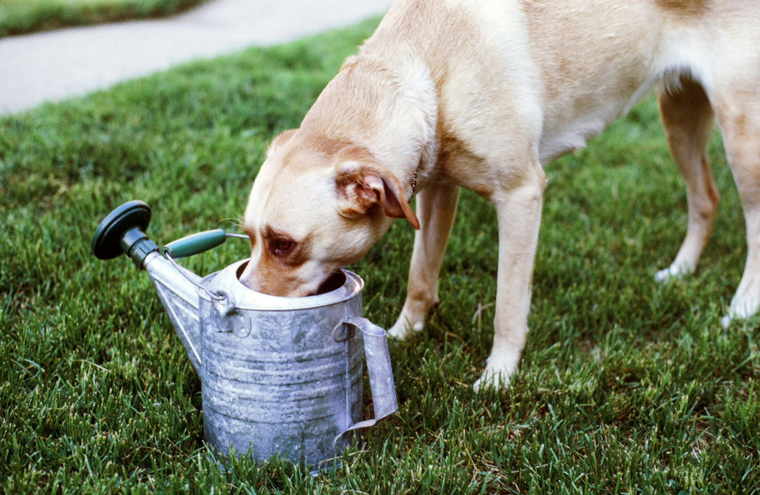 How to Keep Dogs Hydrated
