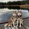 @ok_husky