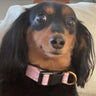 @beans_the_weeniedog